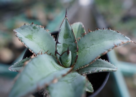 アガベ　チタノタ　ブルー　Agave Titanota Blue　No.2
