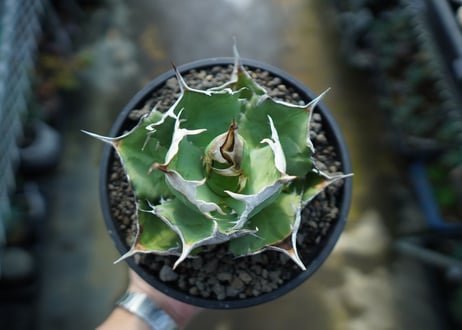 アガベ　チタノタ　獅子光　agave titanota　lion light