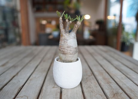 パキポディウム　グラキリス　 Pachypodium Gracilius