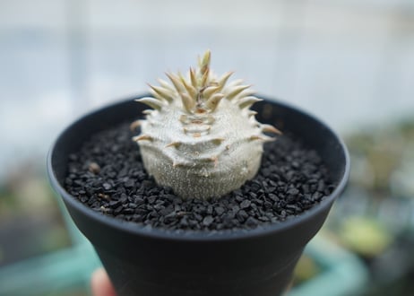 パキポディウム　恵比寿大黒　Pachypodium Densicaule　No.8