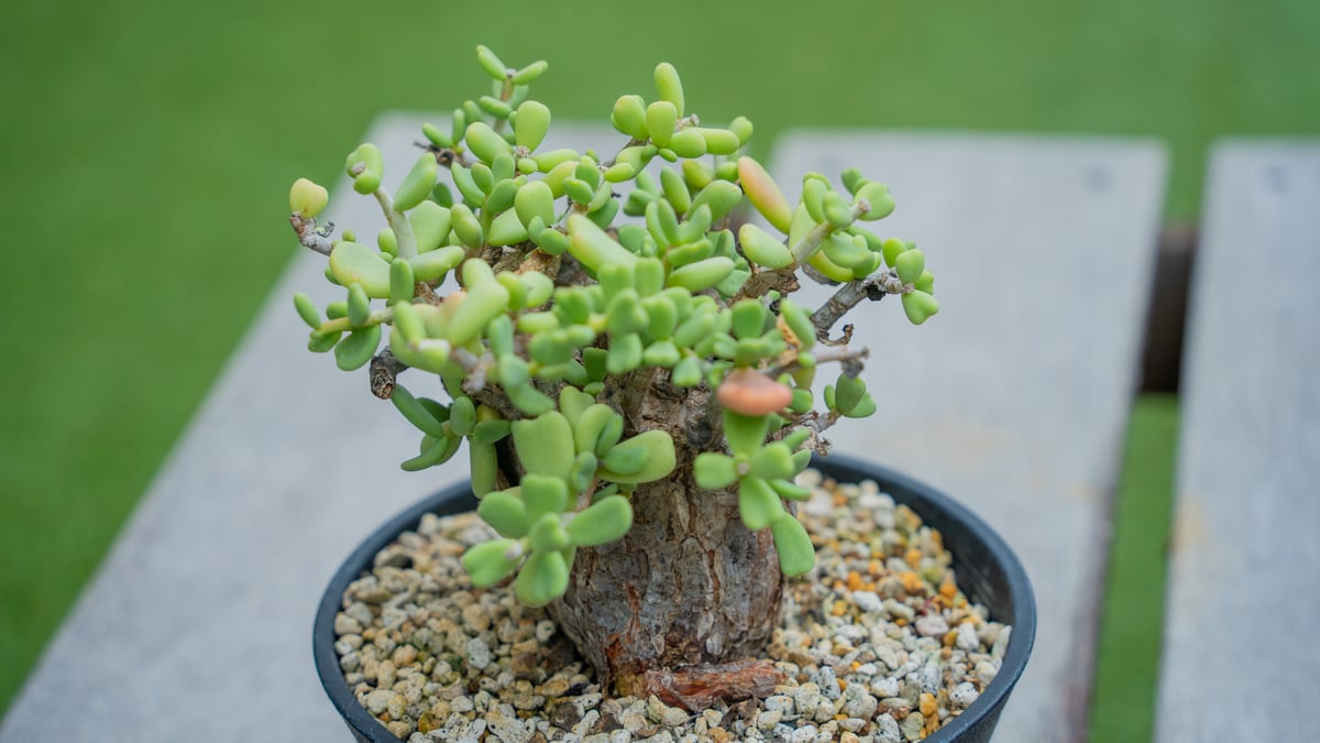 ケラリア ピグマエア | mana's farm:塊根植物・アガベ・ドライガーデン