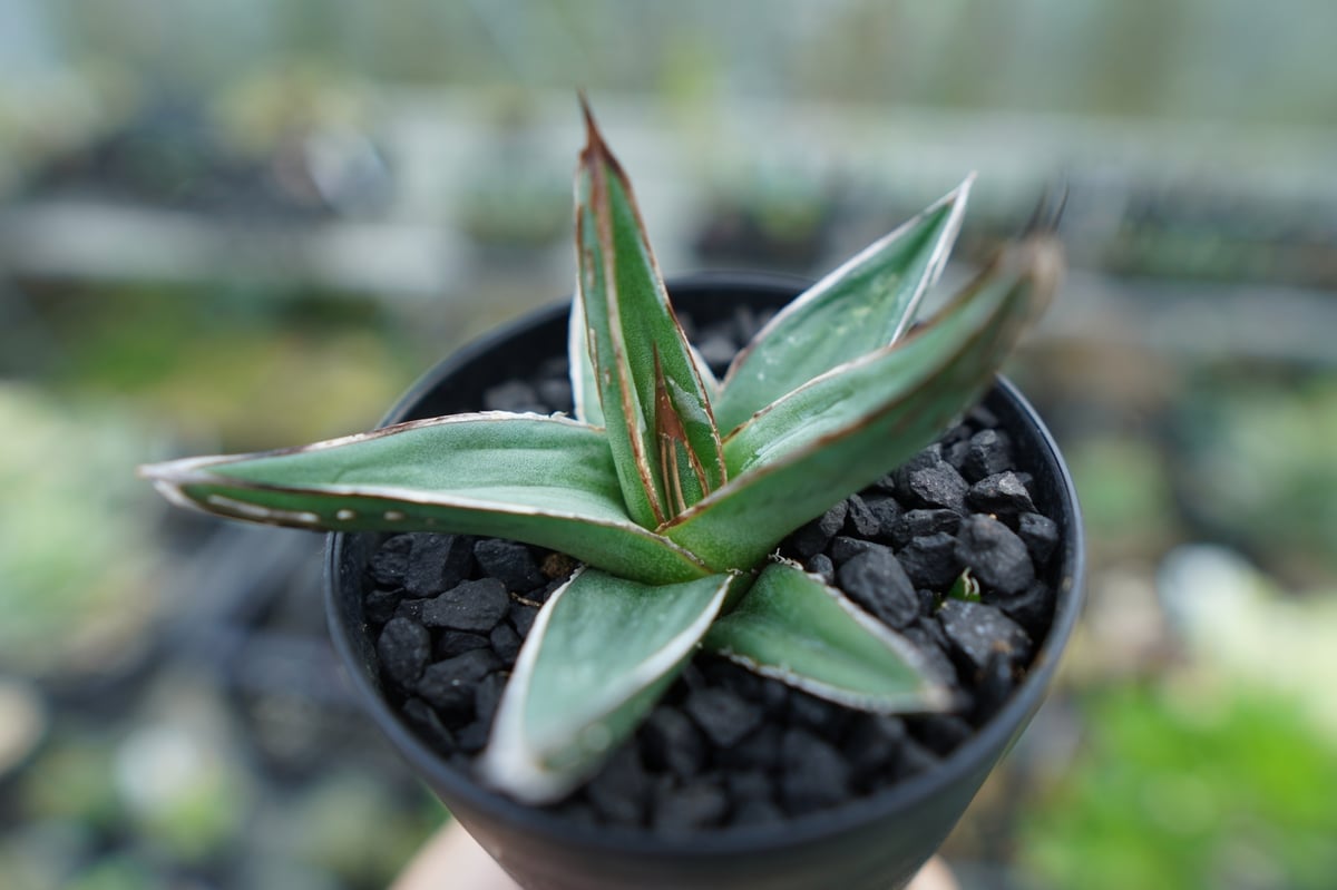 アガベ 　ニッケルシー　大株 アガベ ニッケルシー Agave nickelsiae | mana's farm:塊根植物