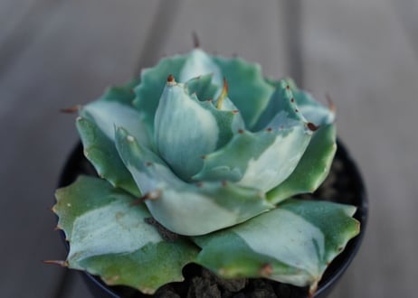 アガベ　王妃雷神錦　白中斑　Agave　“Ohi Raijin Nishiki Shironakahu”