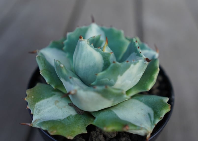 アガベ 王妃雷神錦 白中斑 Agave “Ohi Raijin Nishiki Shirona