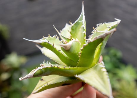 Agave Sowing seeds NO.3
