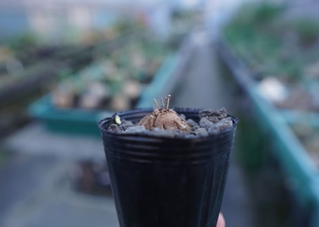 亀甲竜　Dioscorea elephantipes　No.4