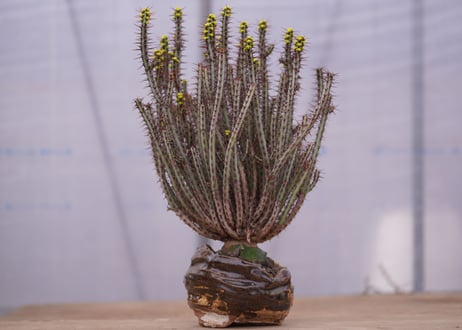 ユーフォルビア　アエルギノーサ　Euphorbia 　aeruginosa