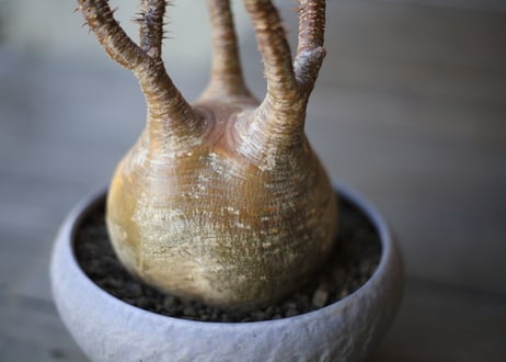 グラキリス　 Pachypodium Gracilius