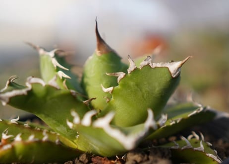 agave titanota 　ソーラーエクリプス