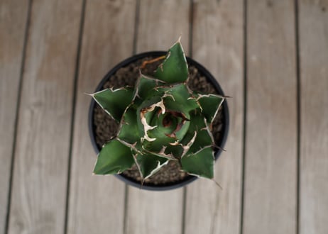アガベ　チタノタ　FO-76　Agave titanota ”FO-76"