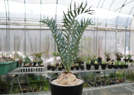 エンセファラルトス　 ホリダス　Encephalartos horridus　 NO.2