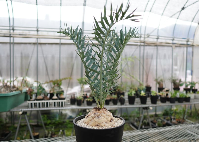 エンセファラルトス ホリダス Encephalartos horridus NO.2 | エンセファラルトス ホリダス Encephalartos horridus NO.2 |