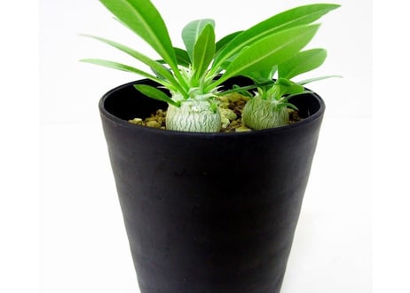 Pachypodium eburneum　パキポディウム　エブレネウム　実生苗３株セット