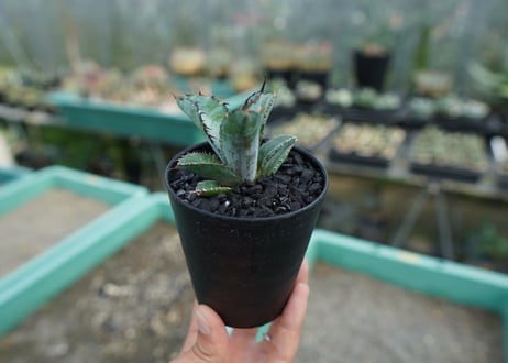 アガベ　チタノタ　 ブラックアンドブルー 　Agave titanota black and blue　No.6