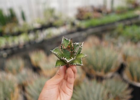 agave titanota　レッドキャットウィーズル　№3