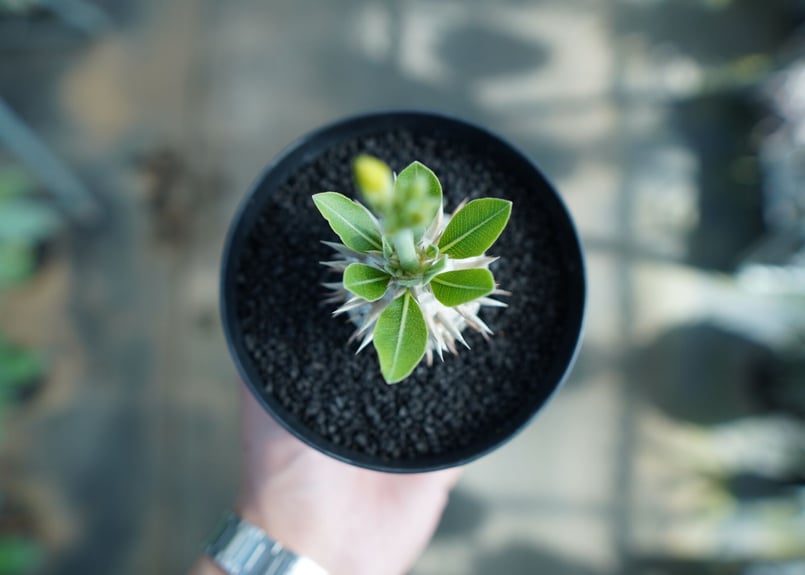 パキポディウム 恵比寿大黒 Pachypodium Densicaule No.5 | man