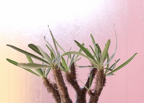 Pachypodium Gracilius パキポディウム  グラキリス 発根済み