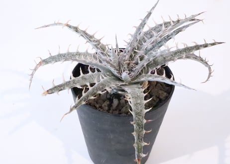 ディッキア　dericata G F1 　×　HH