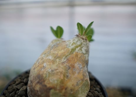 パキポディウム　エブレネウム　Pachypodium eburneum　No.2
