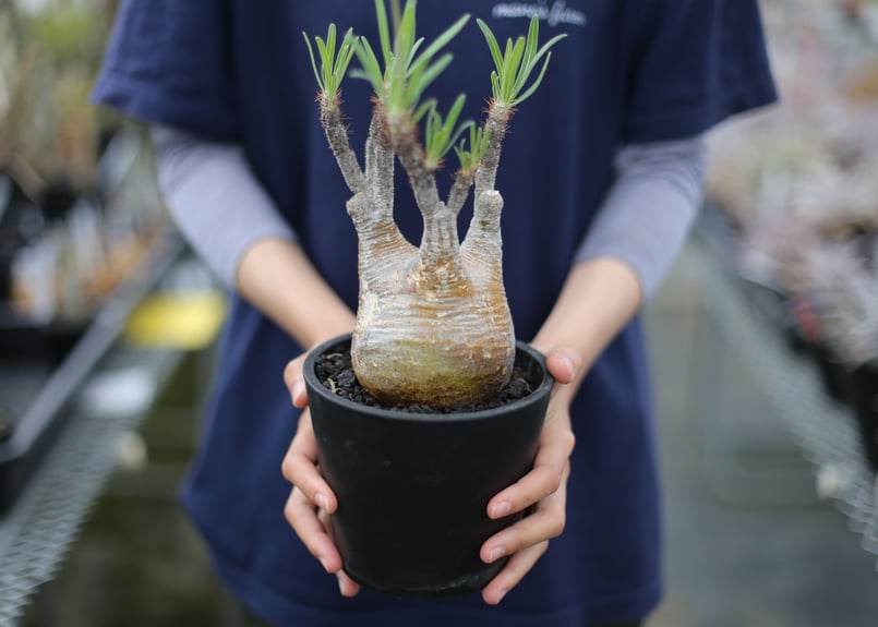 パキポディウム グラキリス | mana's farm:塊根植物・アガベ・ドライ