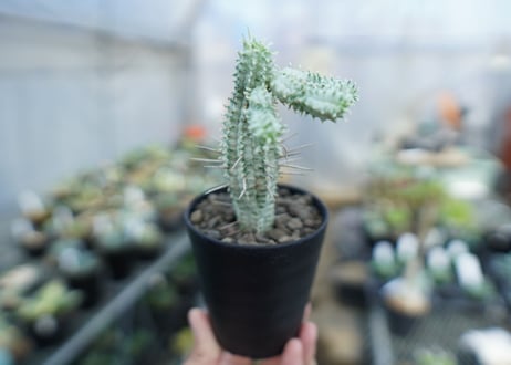 ユーフォルビア　ミルクトロン　Euphorbia mammillaris cv. variegat　No.3