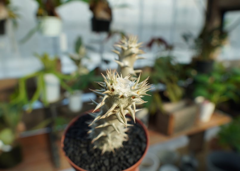 塊根植物　デンシフローラム2頭　鉢つき 塊根植物 デンシフローラム2頭 鉢つき
