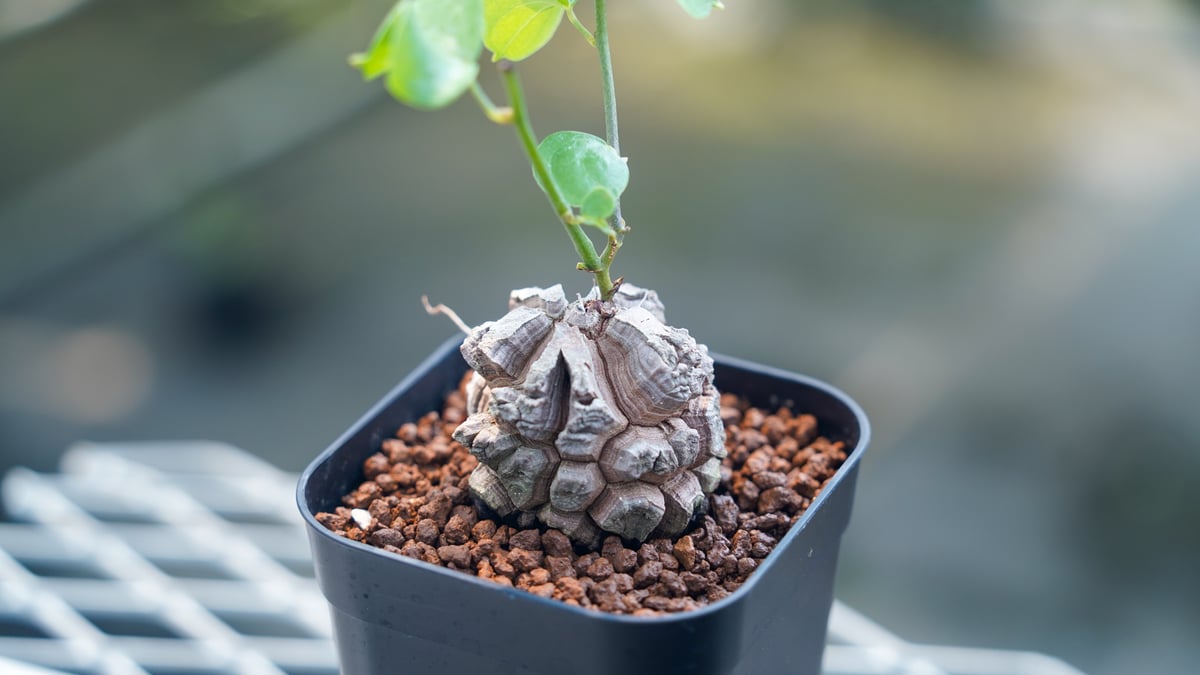 亀甲竜　309 亀甲竜 No.9 | mana's farm:塊根植物・アガベ・ドライガーデン