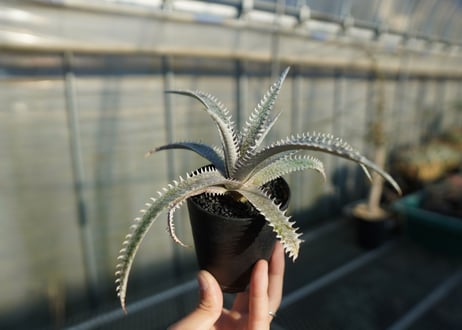 ディッキア　ハイブリッド HH×(ML×BS)　Dyckia hyb. HH×(ML×BS)