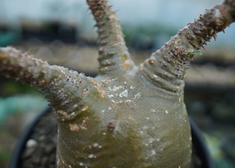 パキポディウム　グラキリス　 Pachypodium Gracilius  No.6