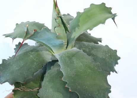 Agave potatorum 'Cameron Blue'  №2