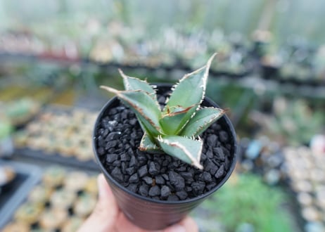 アガベ　チタノタ　FO-76　Agave titanota  FO-76　No.8