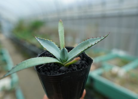 アガベ　屈原の舞扇 Agave 'Kutsugen no Maiougi'   No.2
