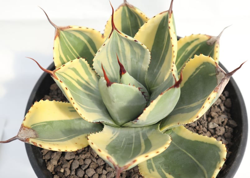 アガベ ライムストリーク no.4 | mana's farm:塊根植物・アガベ