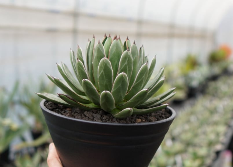 agave formosa '雪嶺' | mana's green:塊根植物販売|マナズグリーン