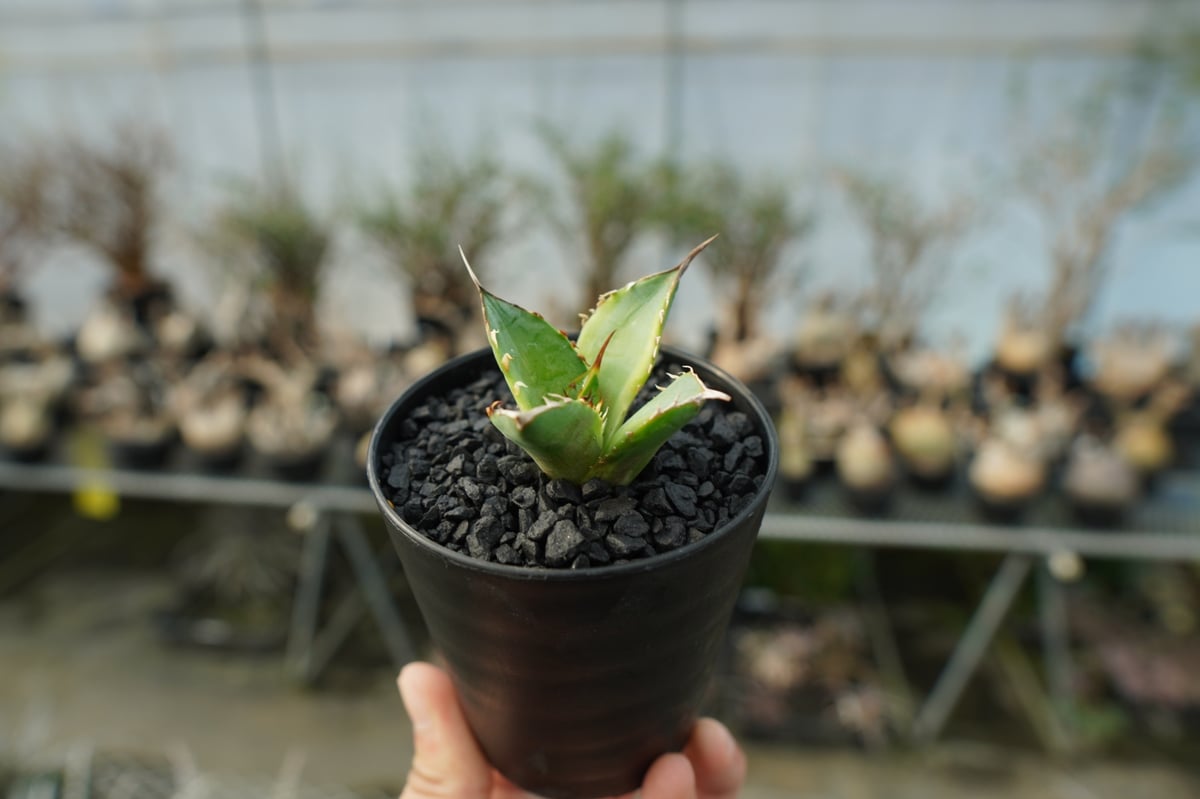 アガベ チタノタ 黄覆輪 Agave titanota variegata | mana's