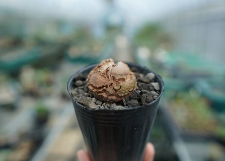 亀甲竜　Dioscorea elephantipes　No.6