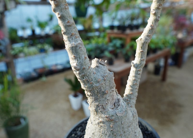 ウンカリーナ グランディディエリ | mana's farm:塊根植物