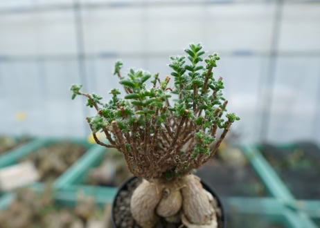 姫紅小松　Trichodiadema bulbosum  No.3