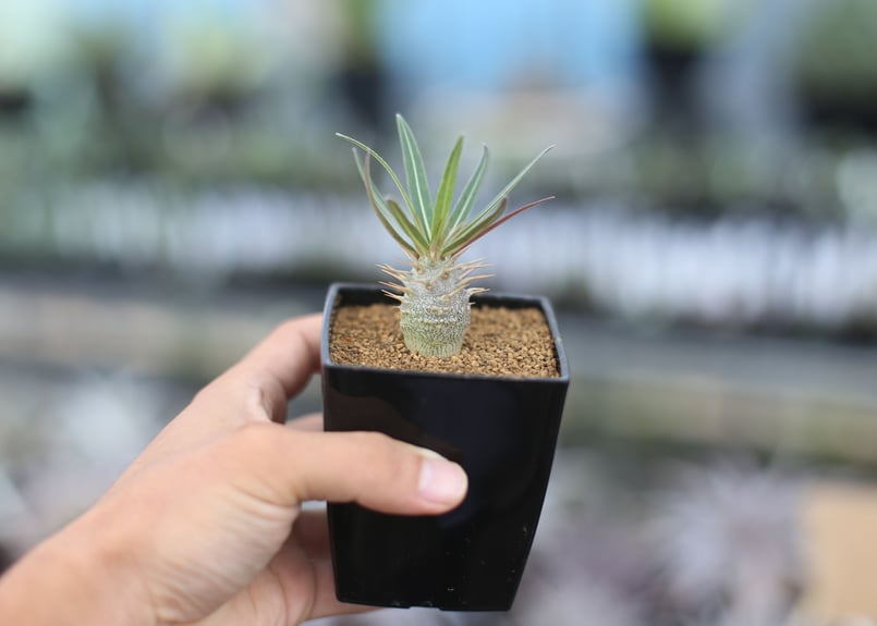 パキポディウム グラキリス 国内実生 アデニウム継 現品限り