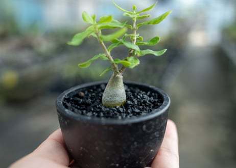フォッケア エデュリス  沖縄実生