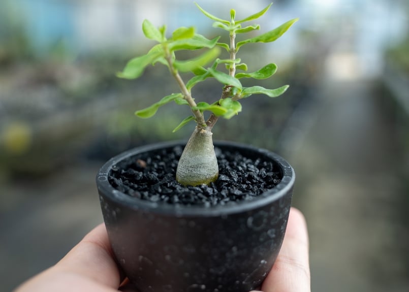 フォッケア エデュリス 沖縄実生 | mana's farm:塊根植物・アガベ