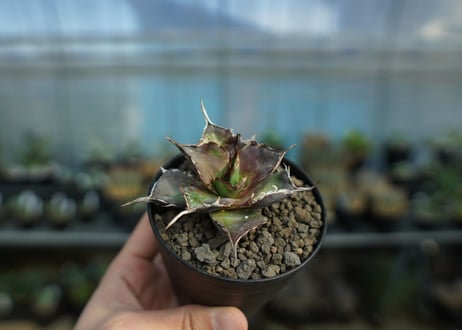 アガベ　チタノタ　ハデス　Agave titanota Hades　No.1