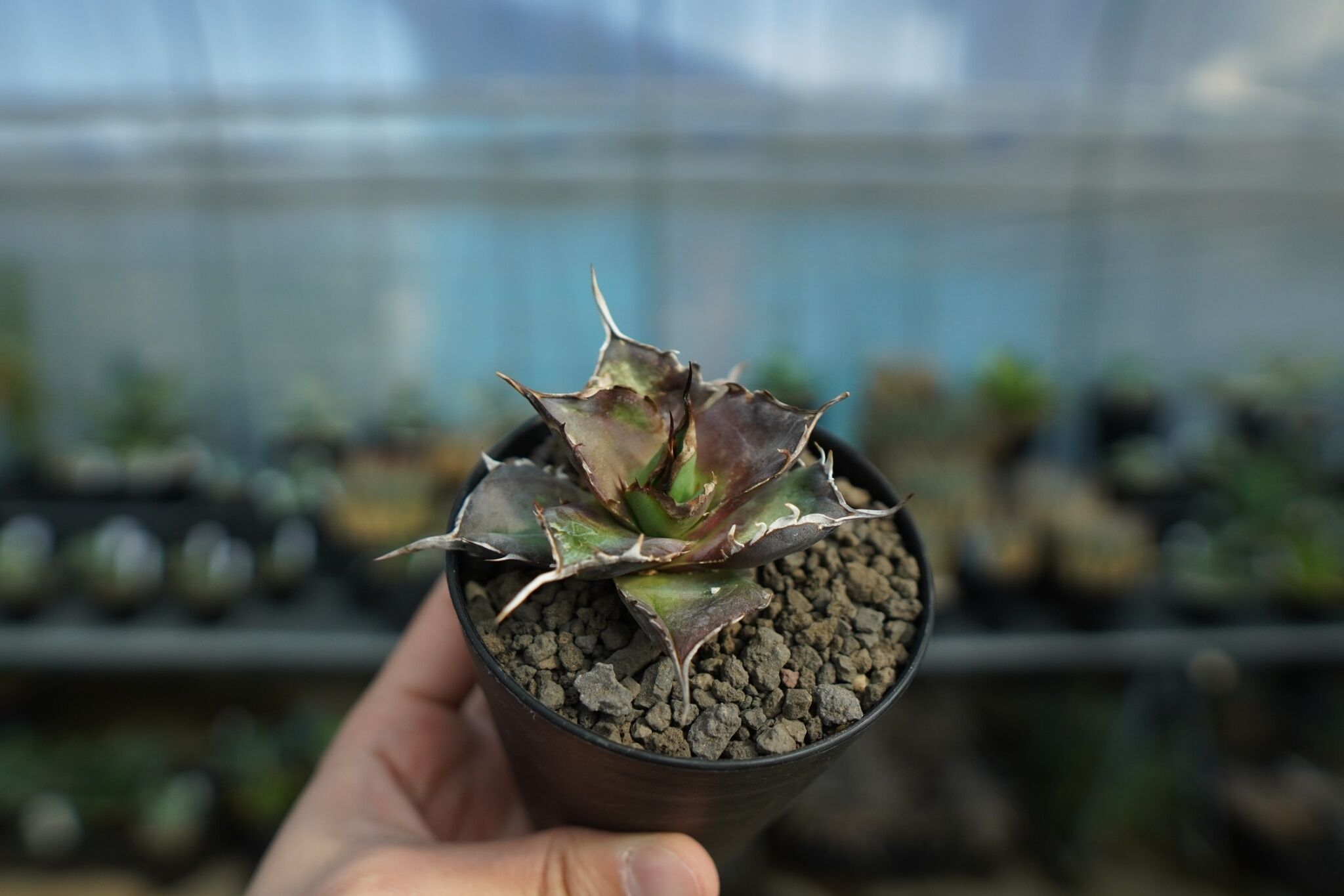 アガベ チタノタ ハデス Agave titanota Hades No.1 | mana's