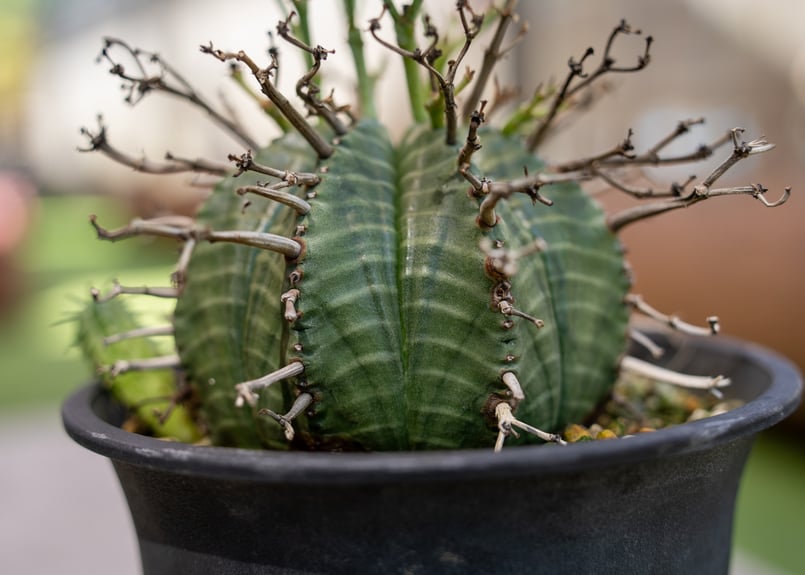 ユーフォルビア バリダ | mana's farm:塊根植物・アガベ・ドライ