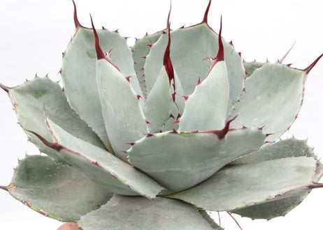Agave parryi var truncata Huntington  №2
