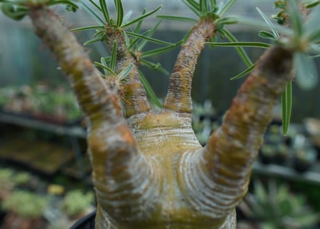 パキポディウム　グラキリス　 Pachypodium Gracilius  No.1