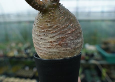 パキポディウム　グラキリス　Pachypodium gracilius　No.3