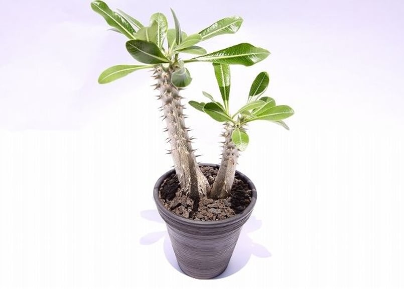 パキポディウム タッキー | mana's green:塊根植物販売|マナズ パキポディウム タッキー | mana's green:塊根植物販売|マナズ