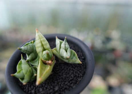サンセベリア ボンセレンシス スーパードワーフ　 Sansevieria Boncellensis superdwarf