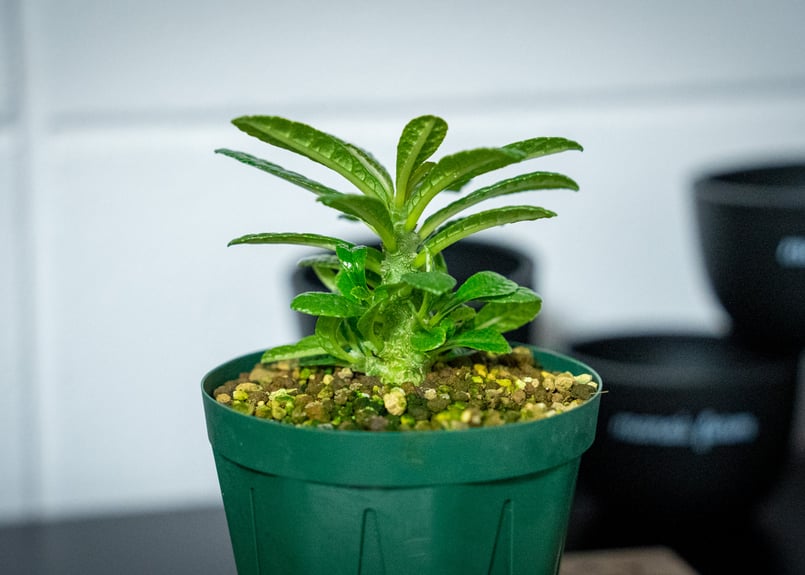 ドルステニア ギガス Dorstenia gigas | mana's green:塊根植物販